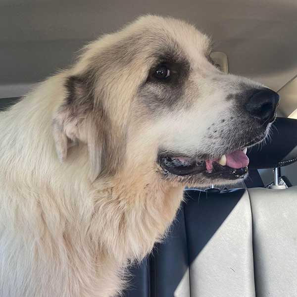 Blue - 6 yr old Great Pyrenees